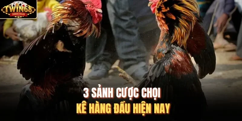 3 sảnh cược chọi kê hàng đầu hiện nay